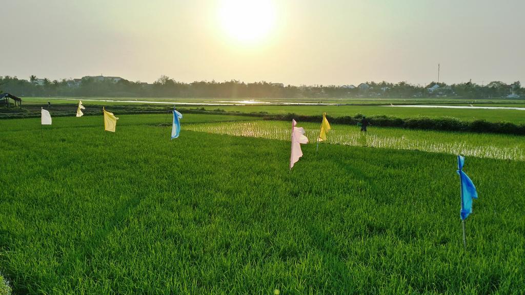Hoi An Corner Homestay מראה חיצוני תמונה